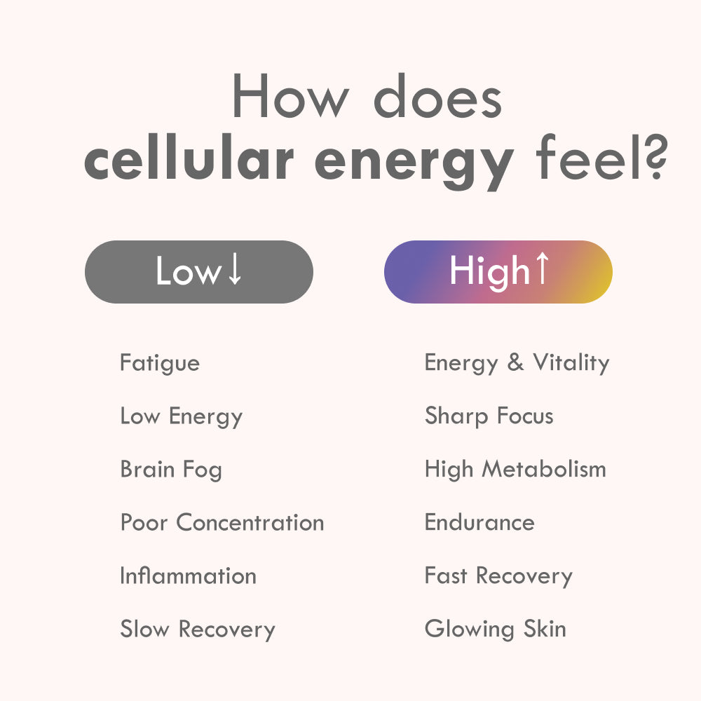 Cell Theory 10-in-1 Energy System | Longevity Supplement